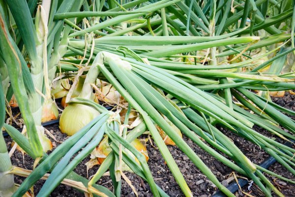 Black sprut зеркала onion