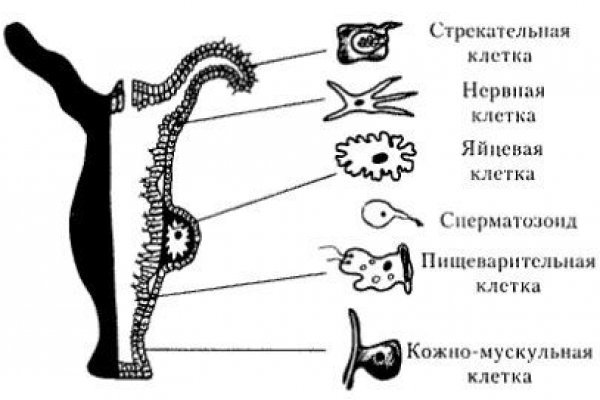 Как обойти 2fa на blacksprut