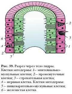 Блэкспрут как покупать