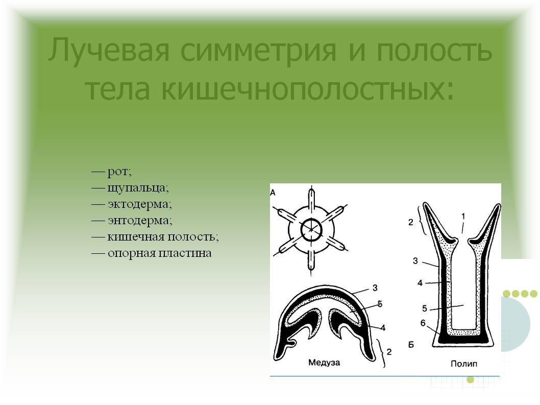 Блэк спрут маркет